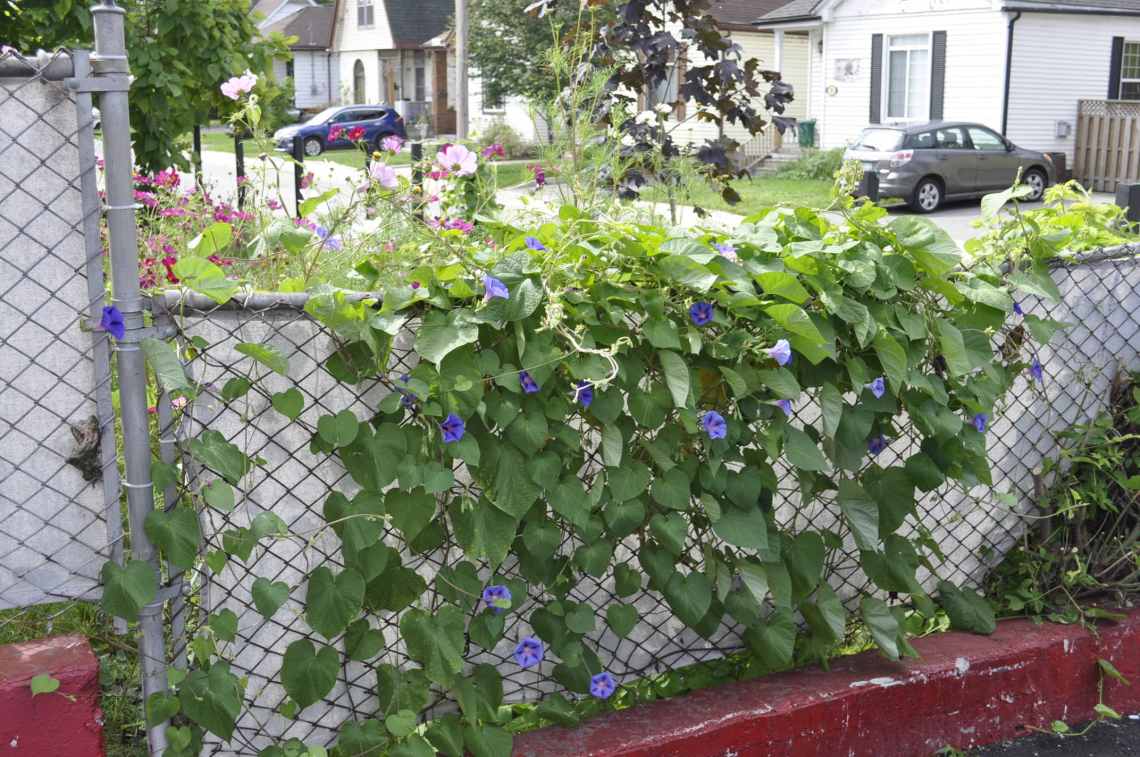 morninggloryfence.jpg